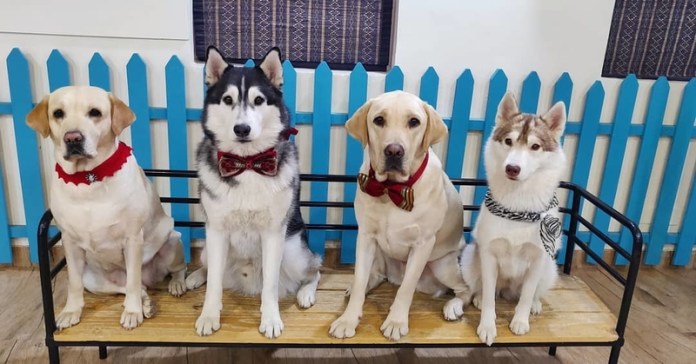 Webp.net-resizeimage